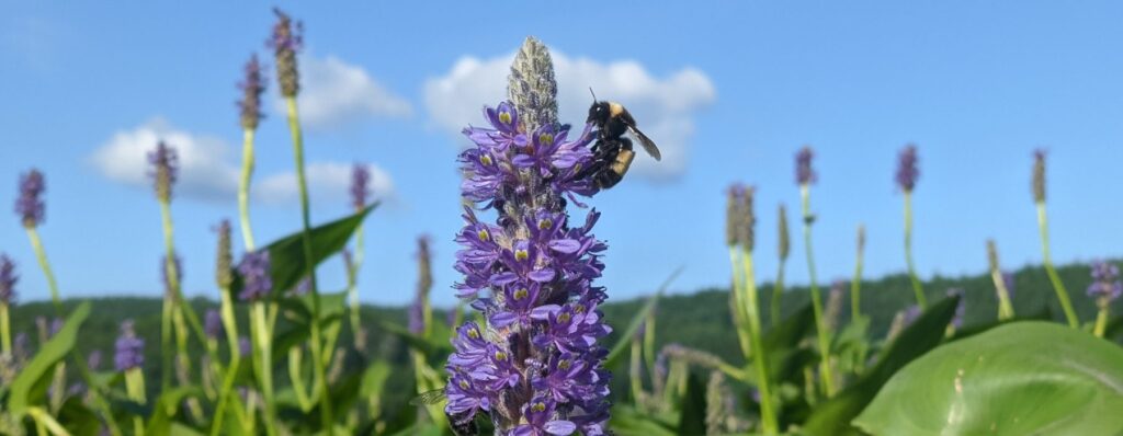 The Bees of Vermont
