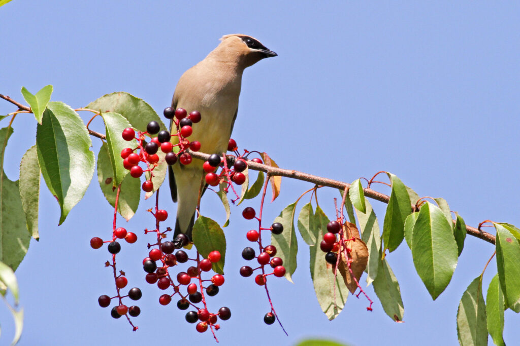 Superstar Native Plants for Vermont