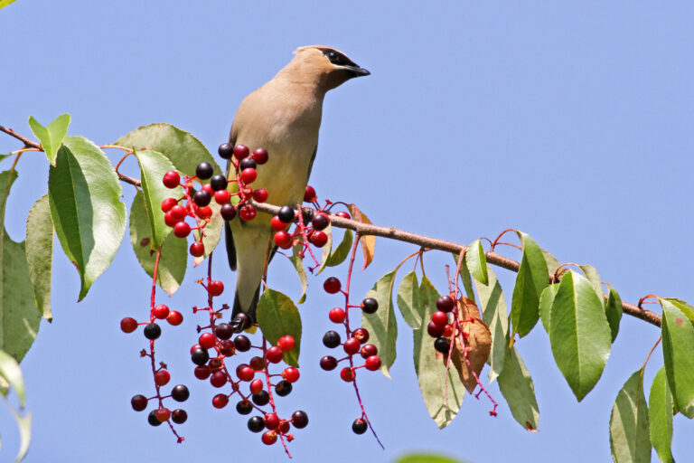 Superstar Native Plants for Vermont